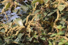 Mallotus tetracoccus